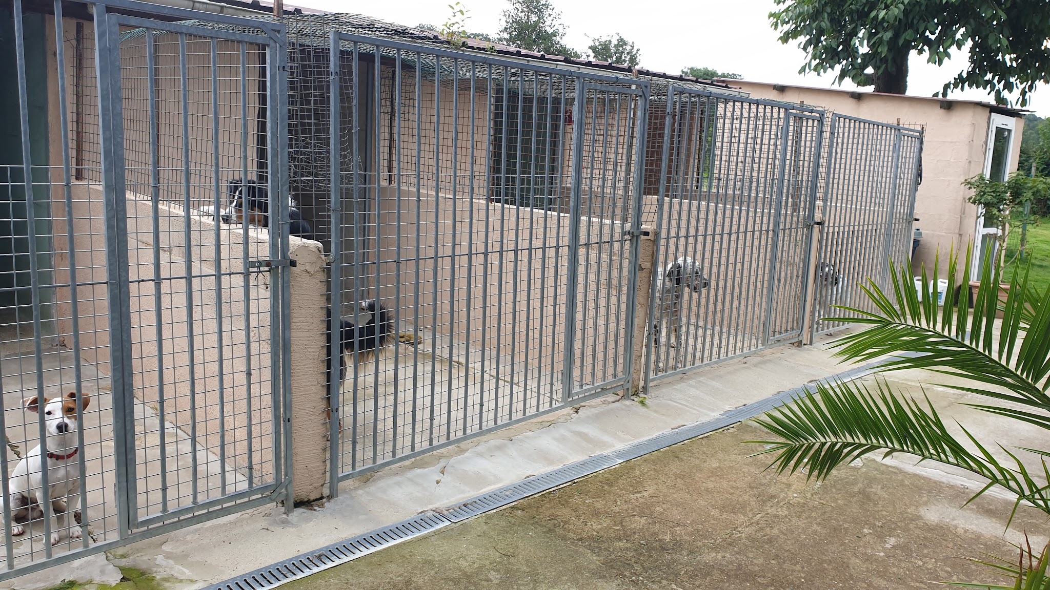Pension canine, toilettage. Au Charme Canin — photo