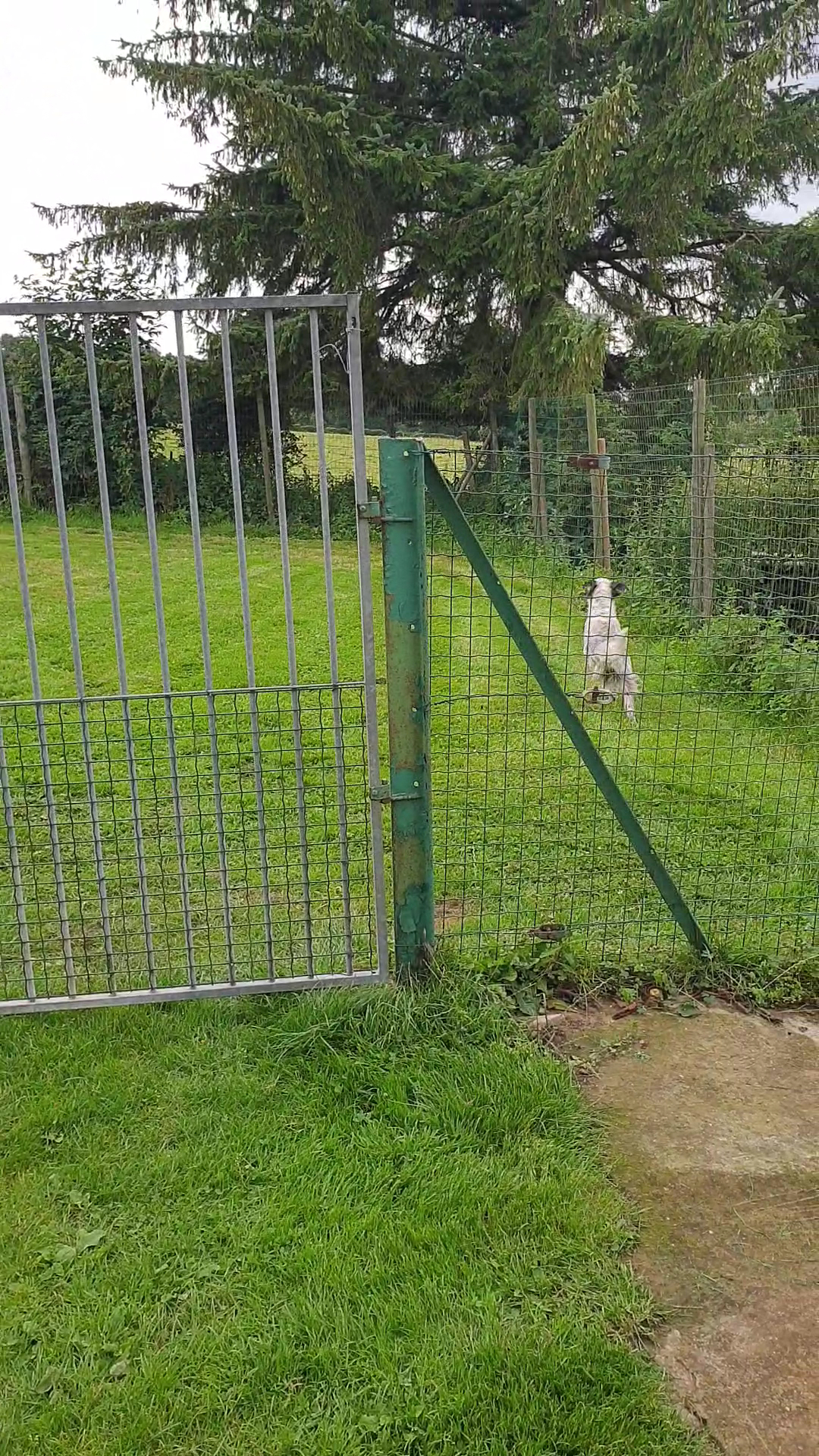 Pension canine, toilettage. Au Charme Canin — photo