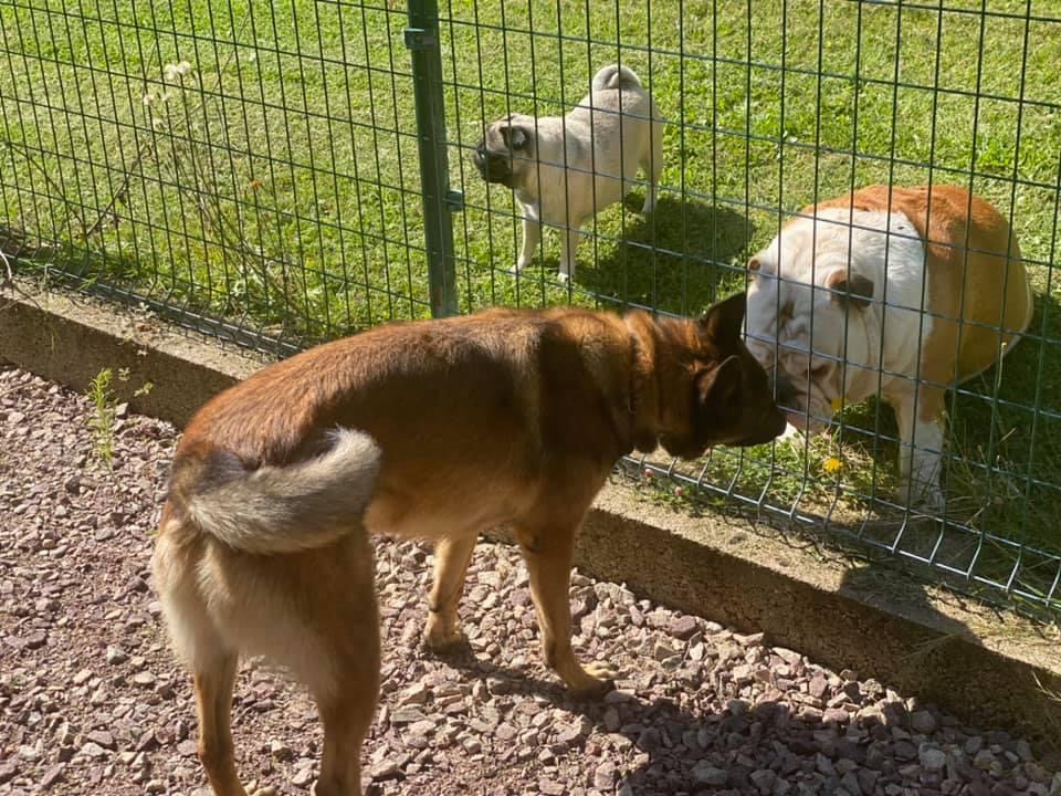 Pension canine et féline du domaine de la Bourdillerie — photo
