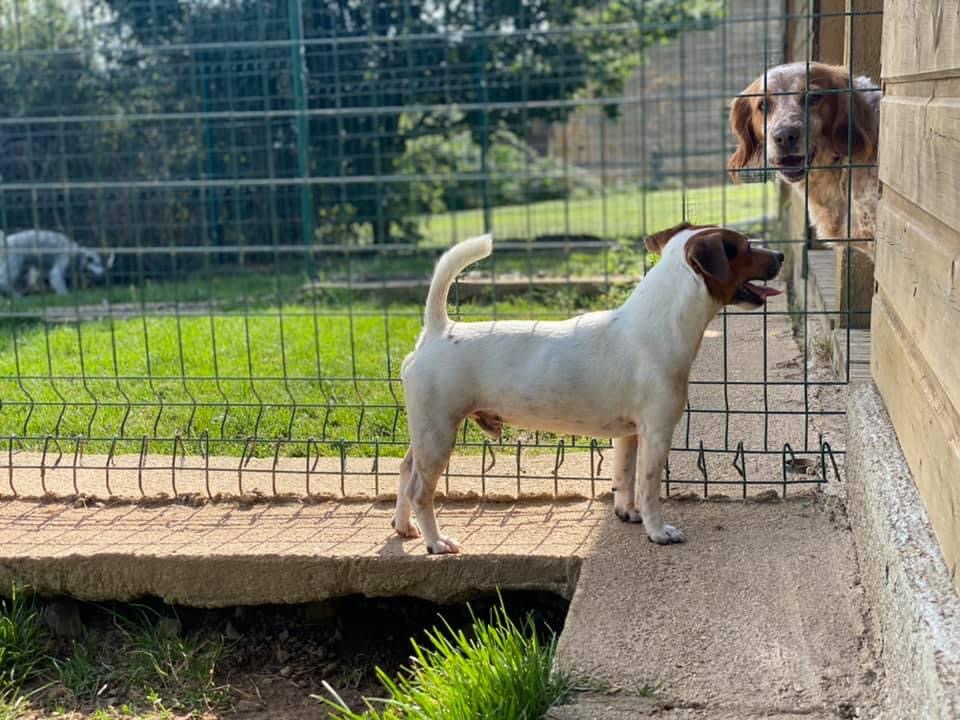 Pension canine et féline du domaine de la Bourdillerie — photo