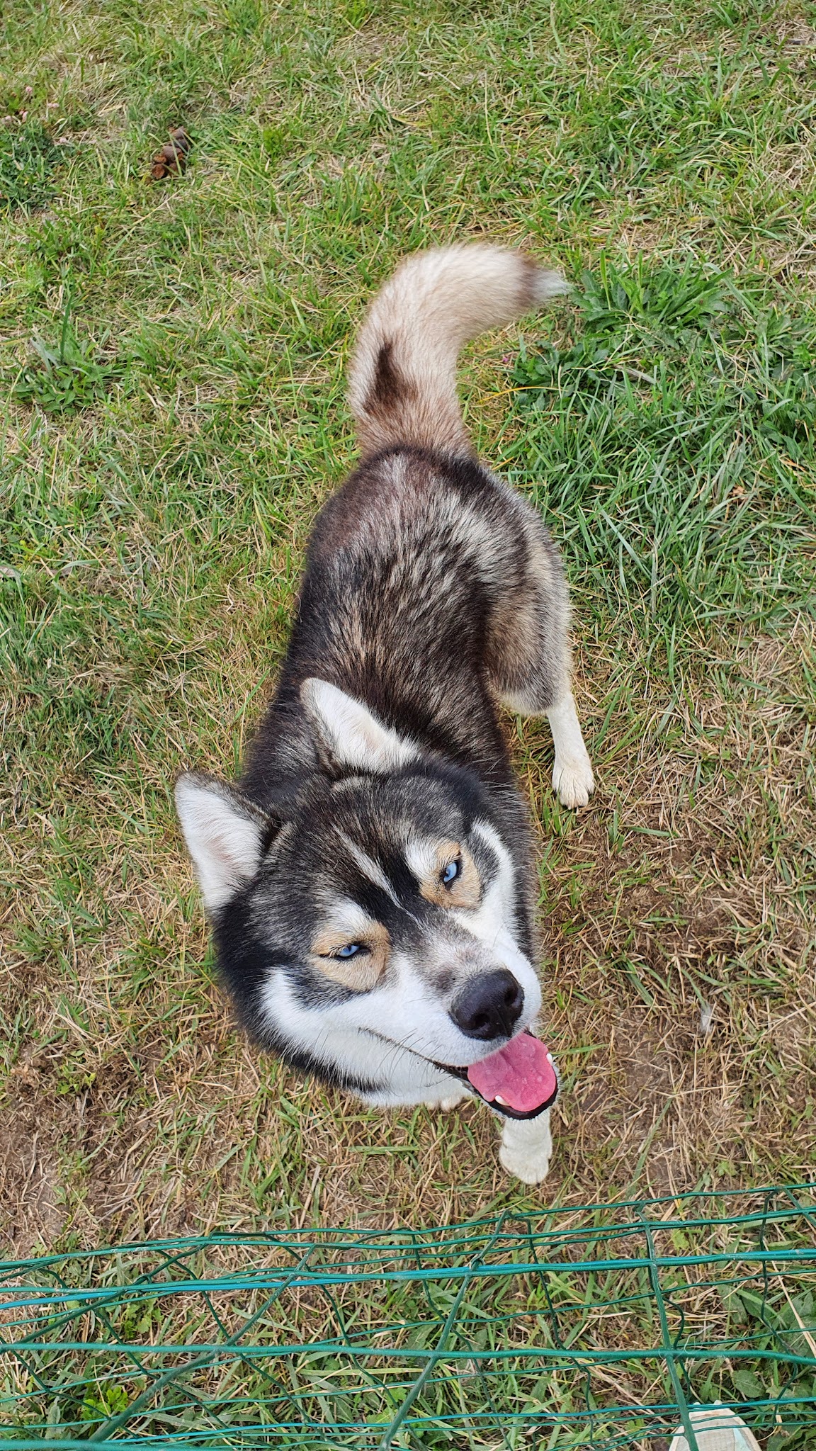Com' Educ Pension et Education canine — photo