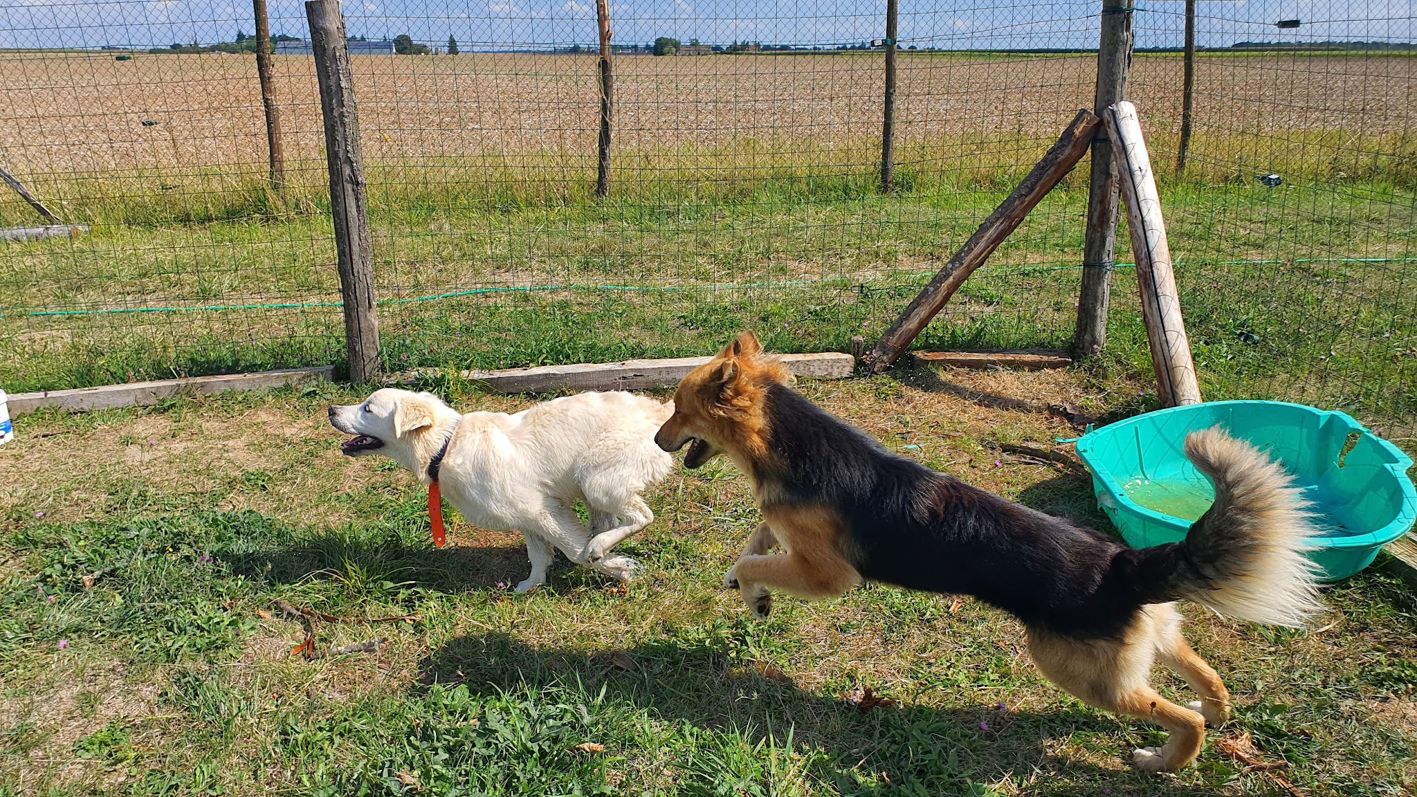 Com' Educ Pension et Education canine