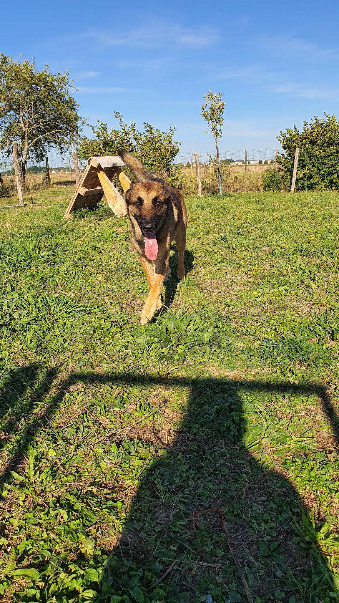 Com' Educ Pension et Education canine — photo