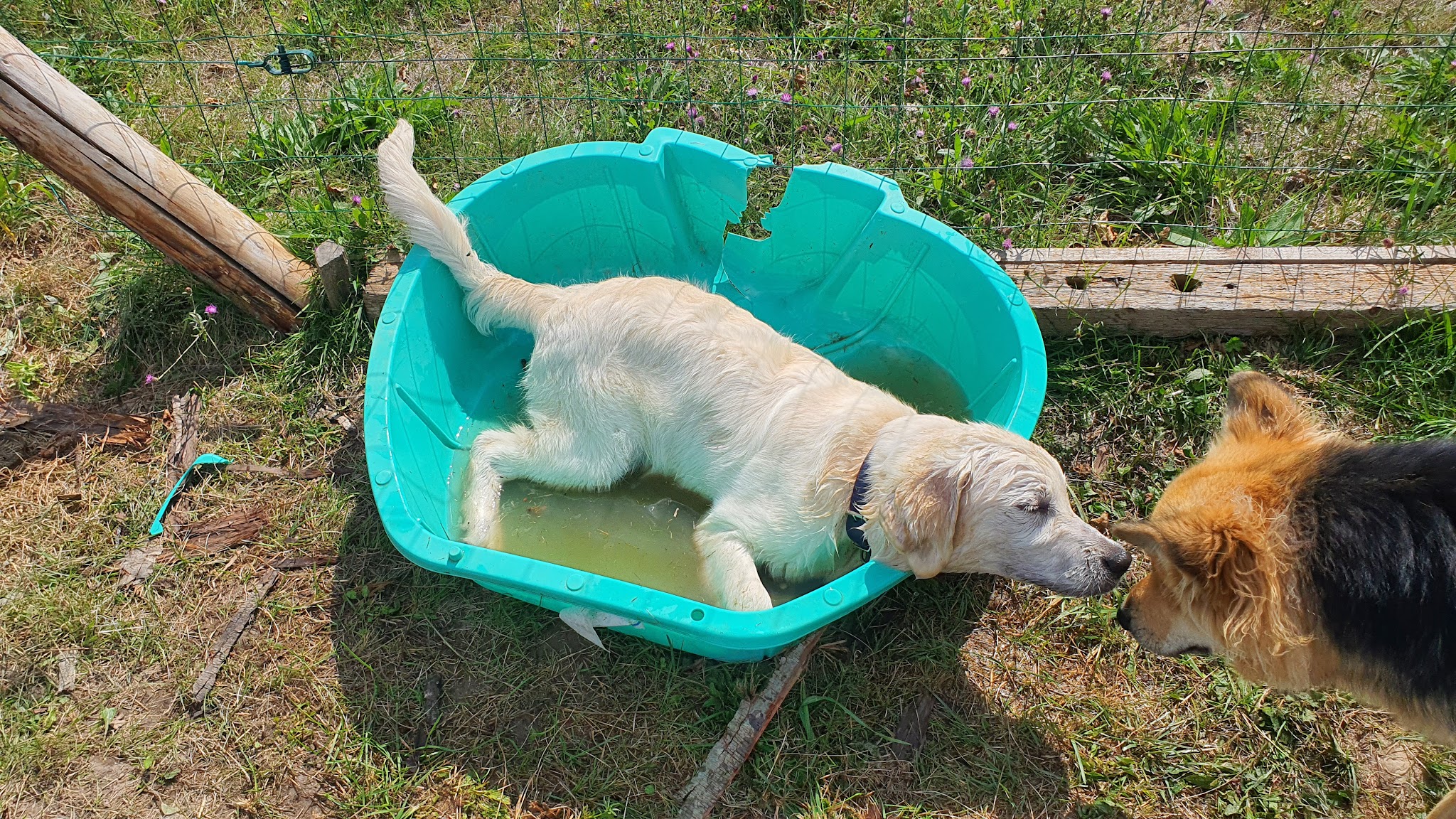 Com' Educ Pension et Education canine — photo