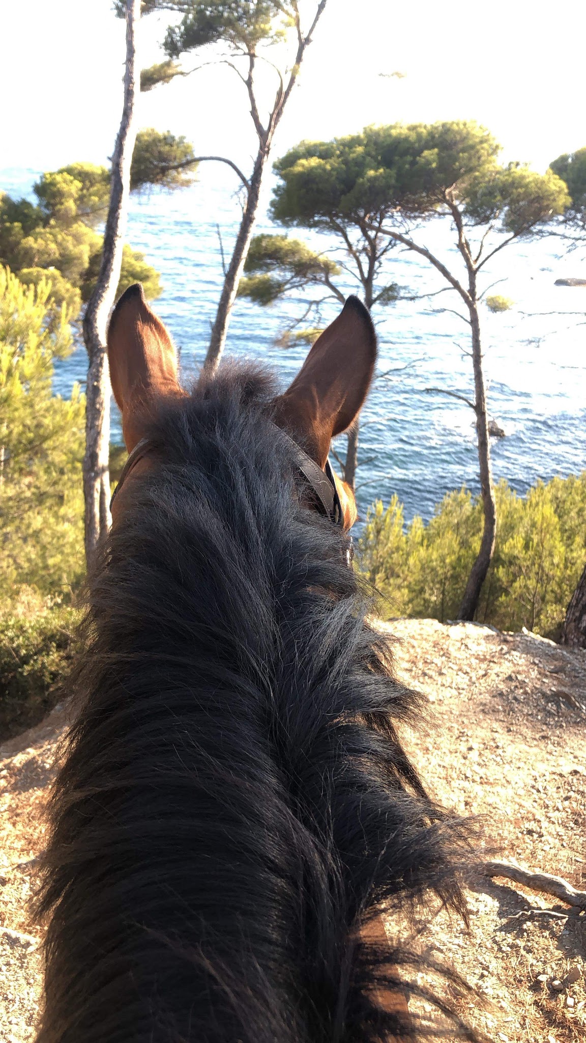 L’écurie du Mas de Cocagne - Gardiennage de chevaux — photo