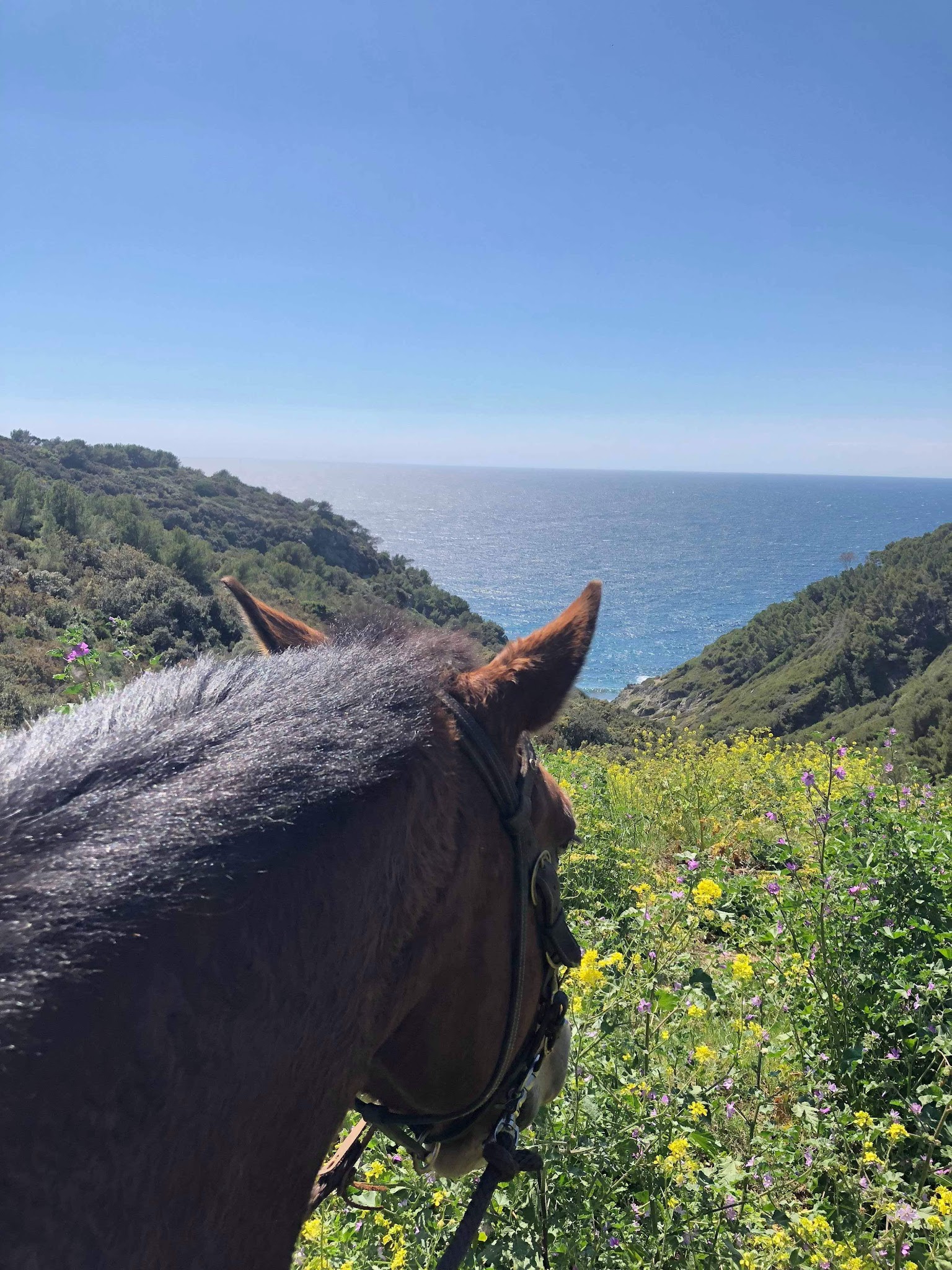 L’écurie du Mas de Cocagne - Gardiennage de chevaux — photo