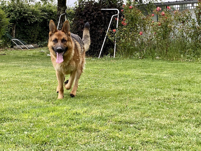 Pension canine. Pas de Calais