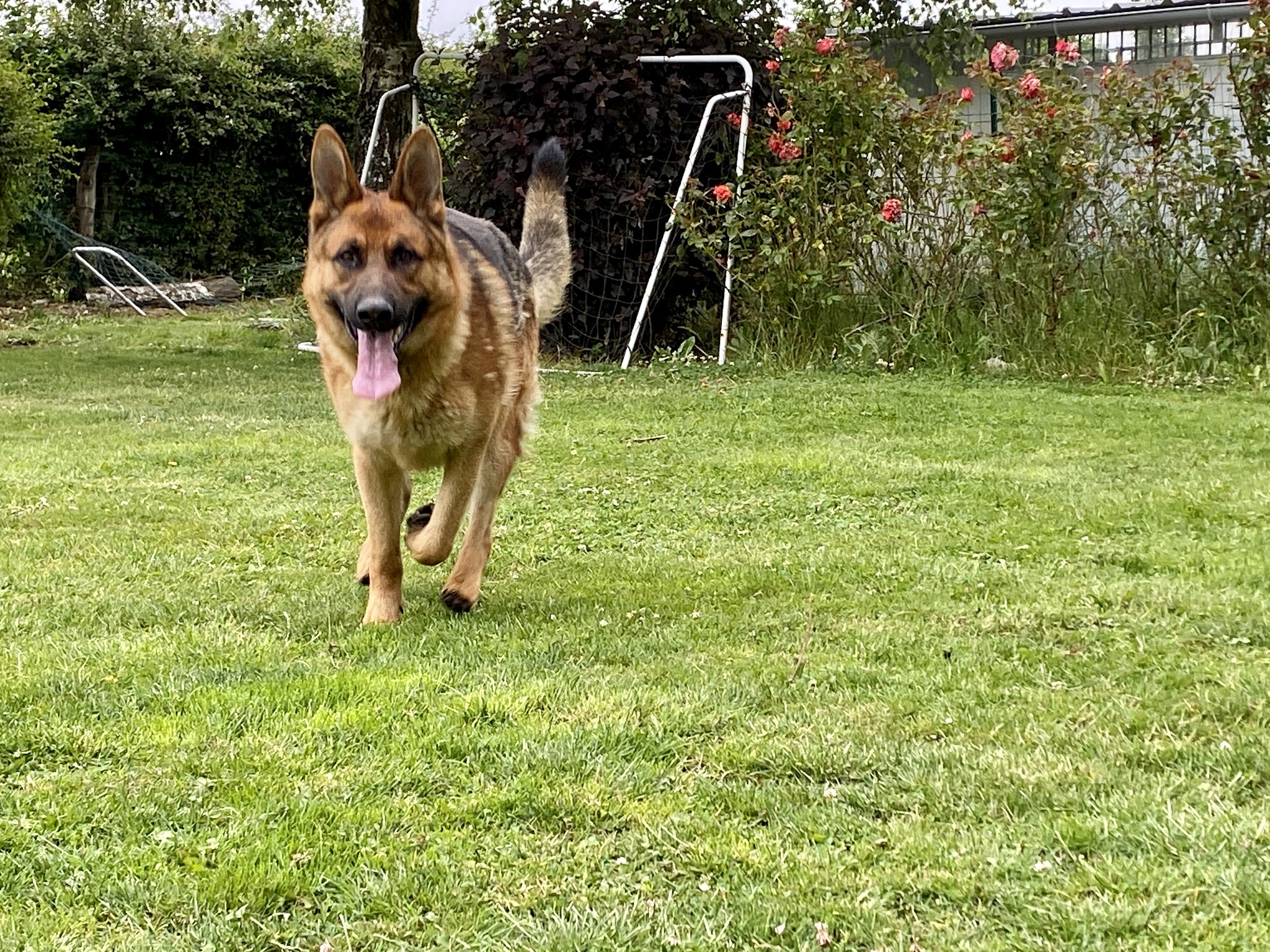 Pension canine. Pas de Calais — photo