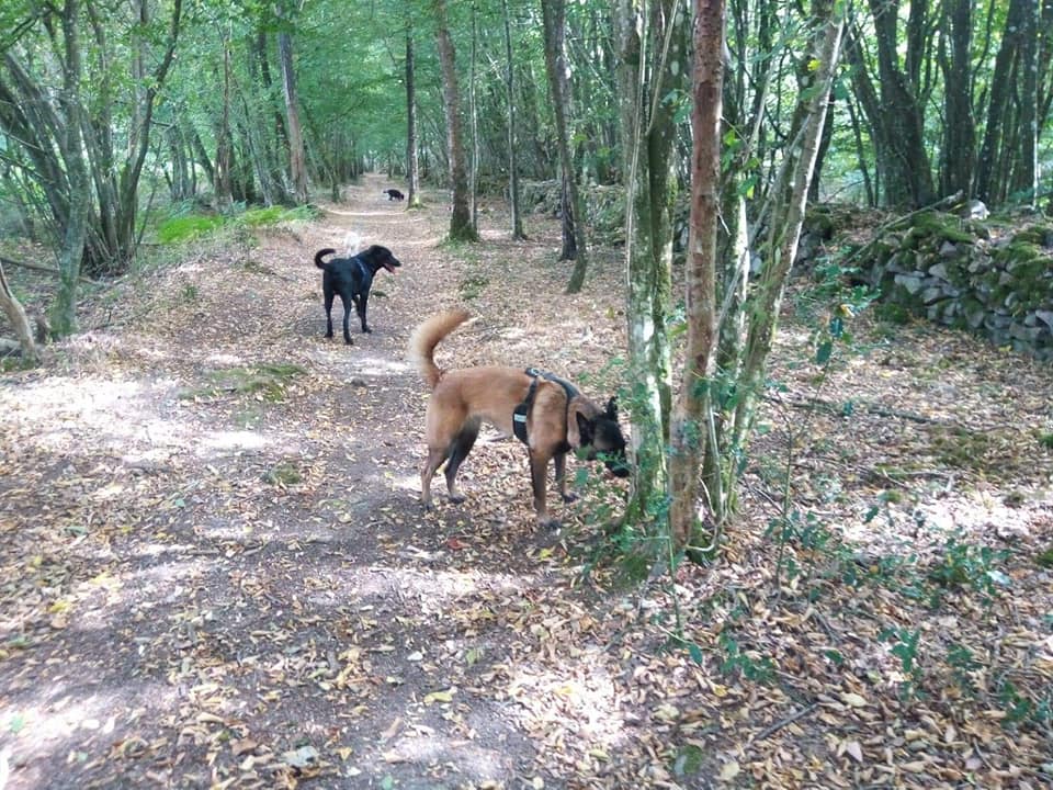 Homo Canis — photo