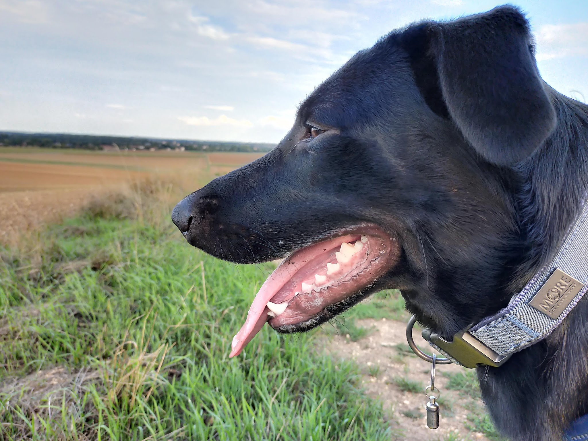 Homo Canis — photo