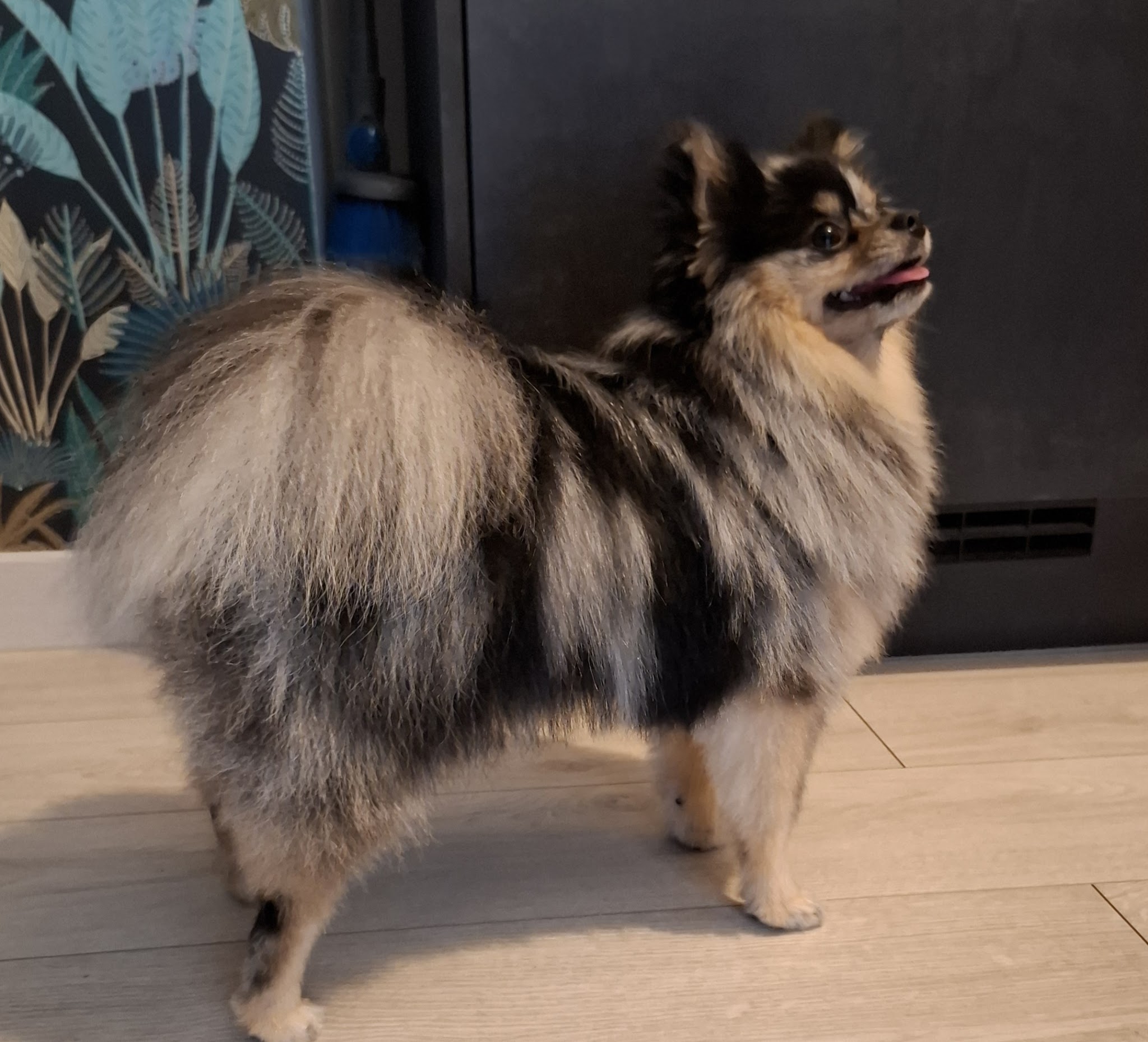 Pet-sitter Comme Chien & Chat — photo