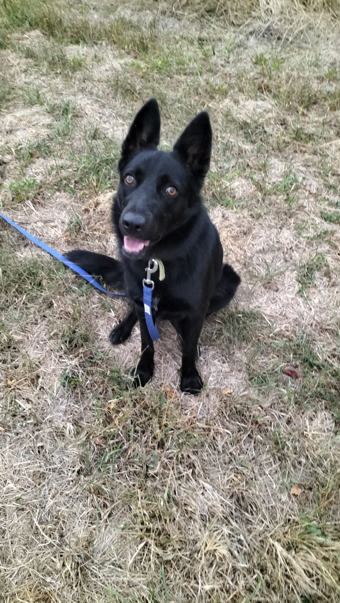 Pet-sitter Comme Chien & Chat — photo