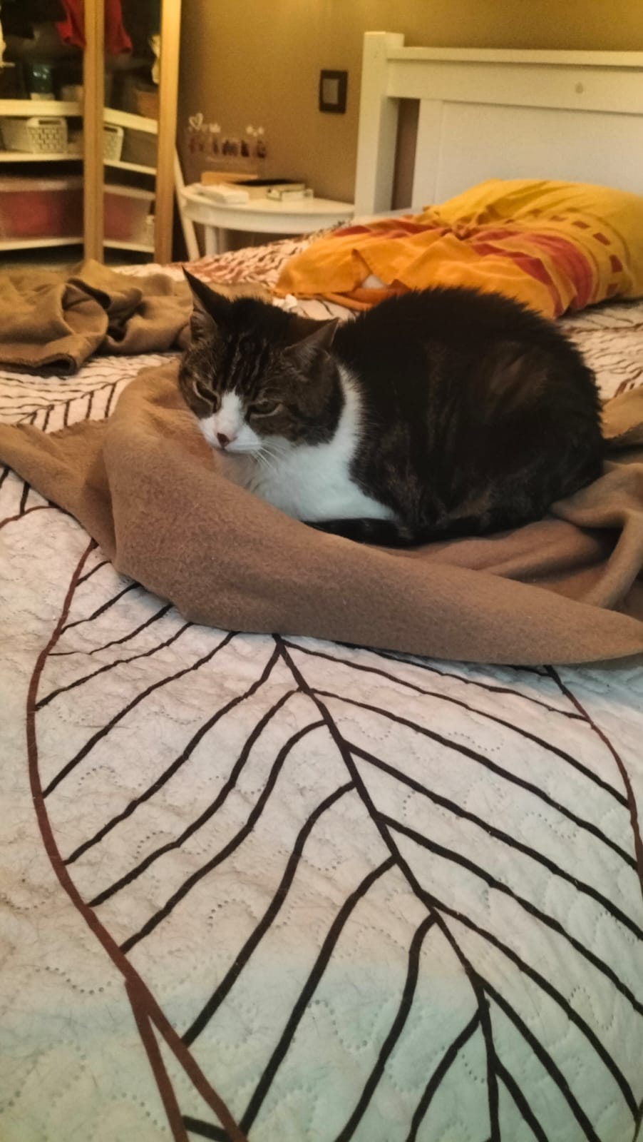 Pet-sitter Comme Chien & Chat — photo