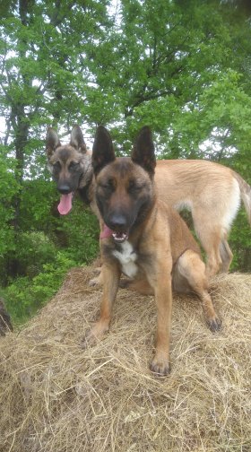Pension canine et féline Ladi Lafé