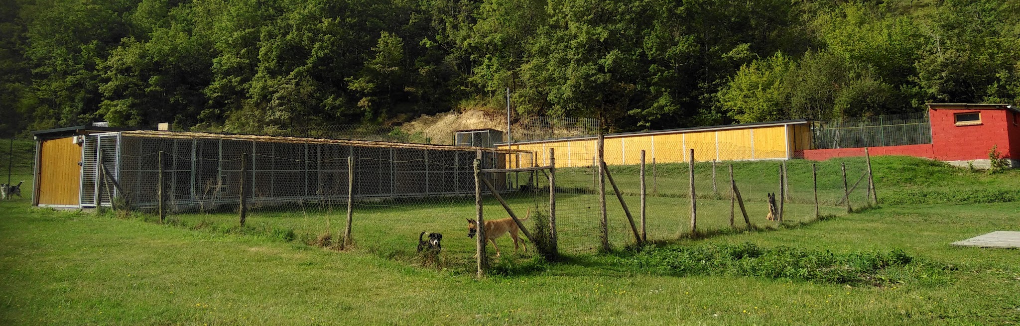 Pension canine et féline Ladi Lafé — photo