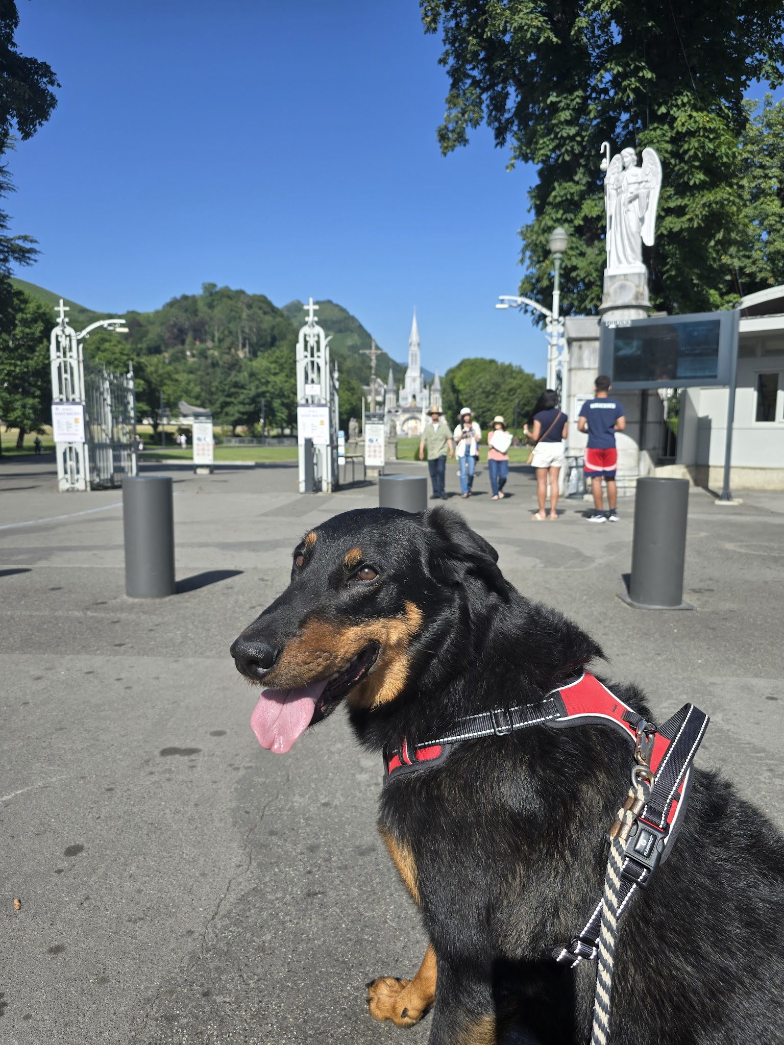 Cél'in House Pet Sitter — photo