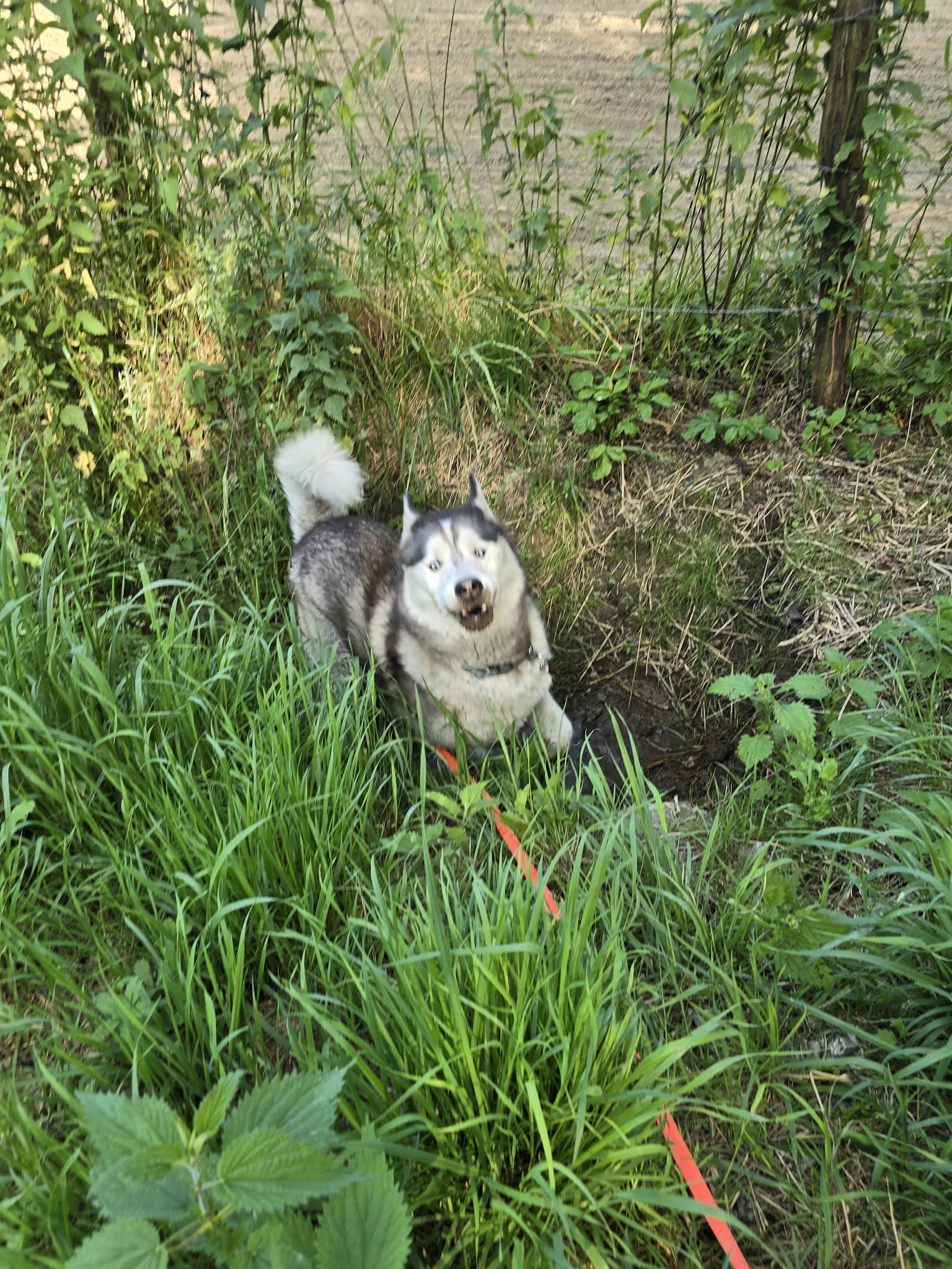 Cél'in House Pet Sitter — photo