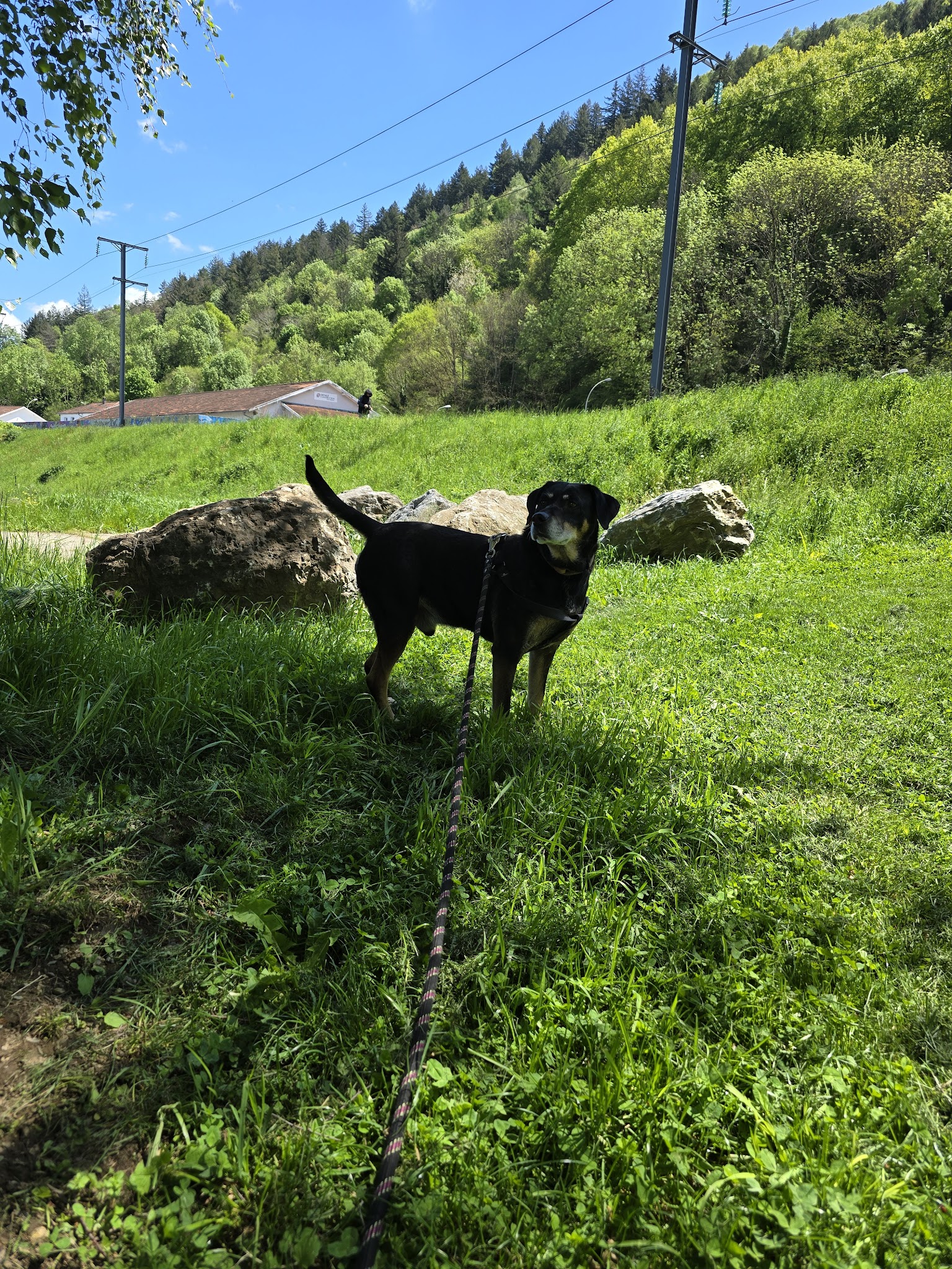Cél'in House Pet Sitter — photo
