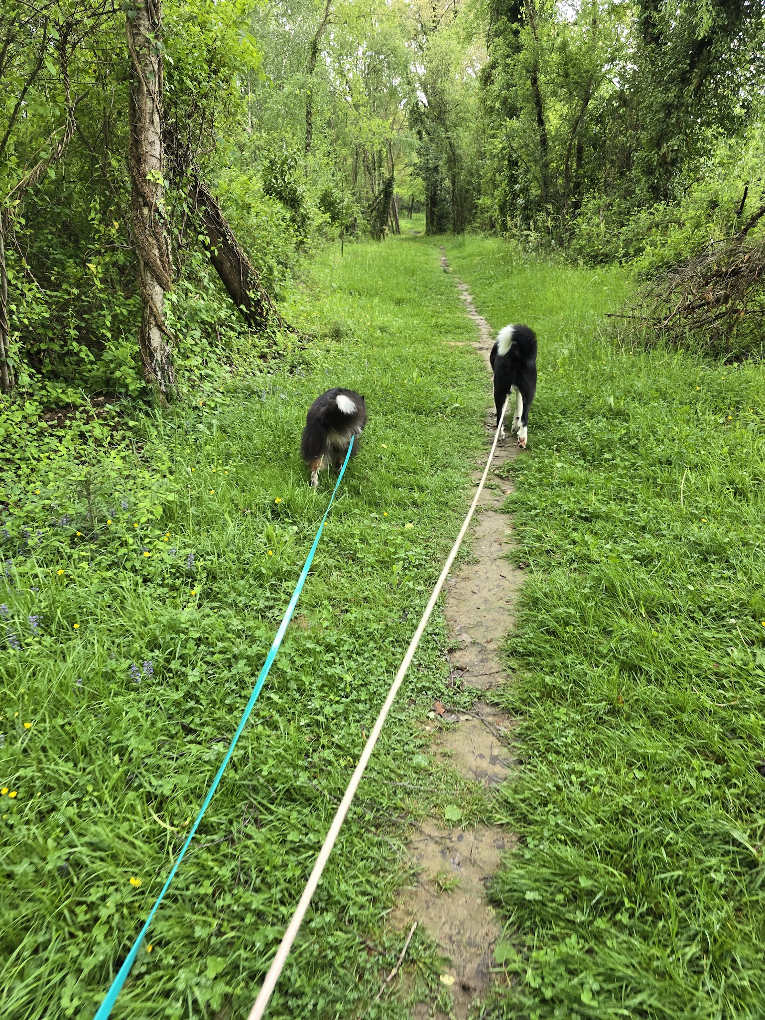 Cél'in House Pet Sitter
