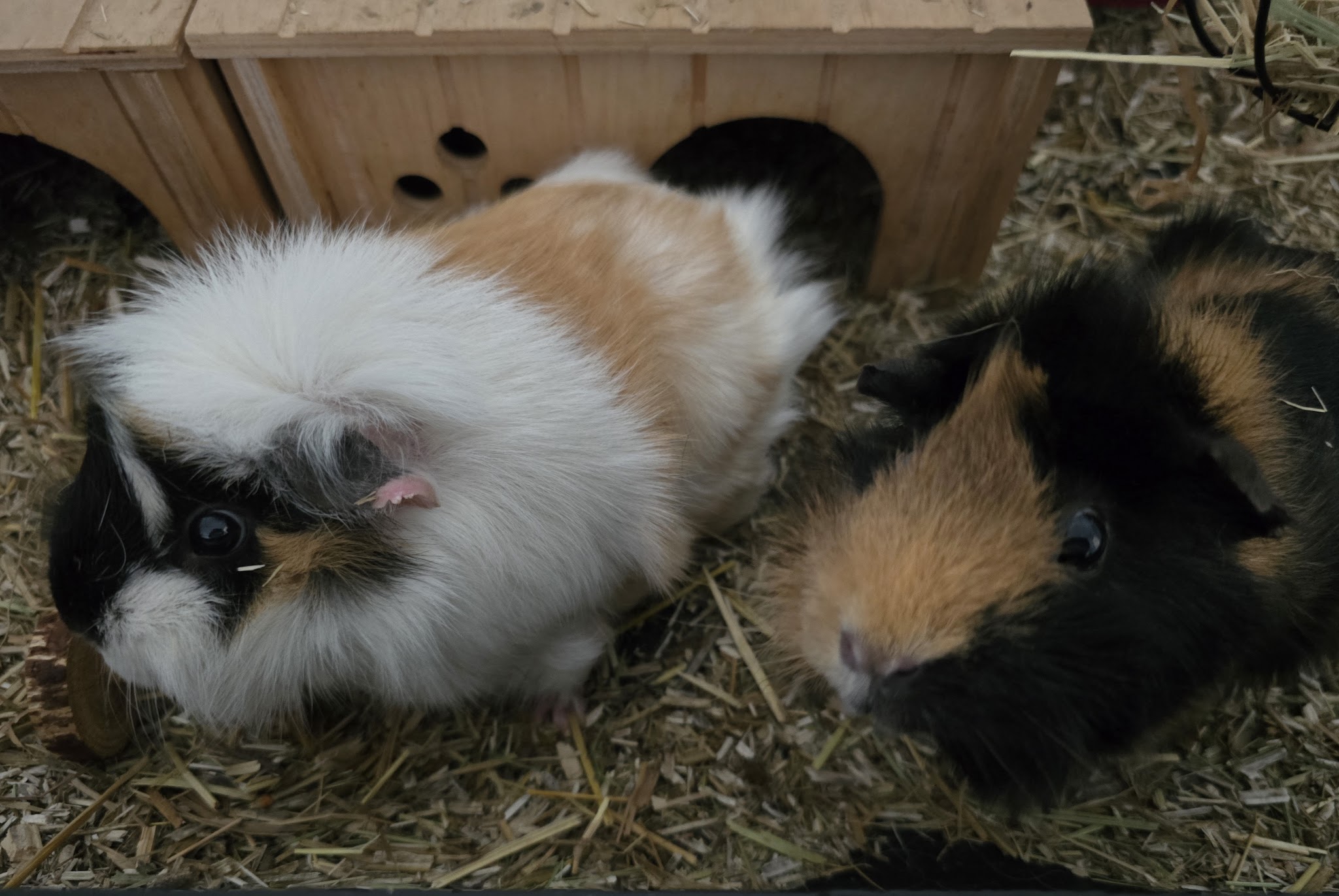 Cél'in House Pet Sitter — photo