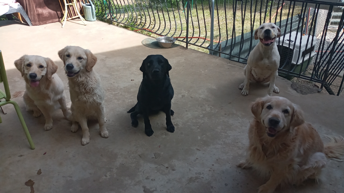 Coach Canin-Hélène Nivan, Pension canine comme à la maison