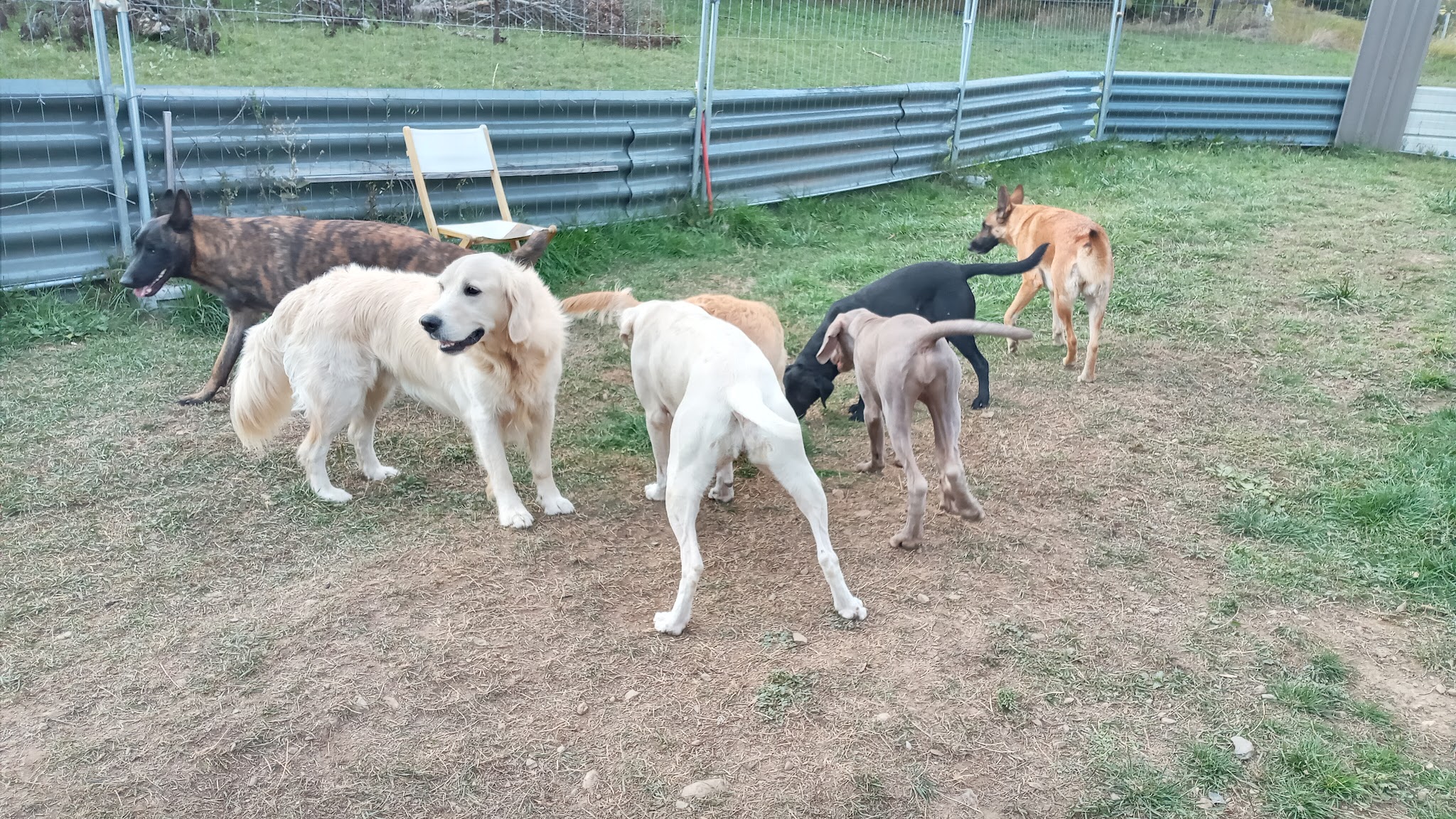 Coach Canin-Hélène Nivan, Pension canine comme à la maison — photo