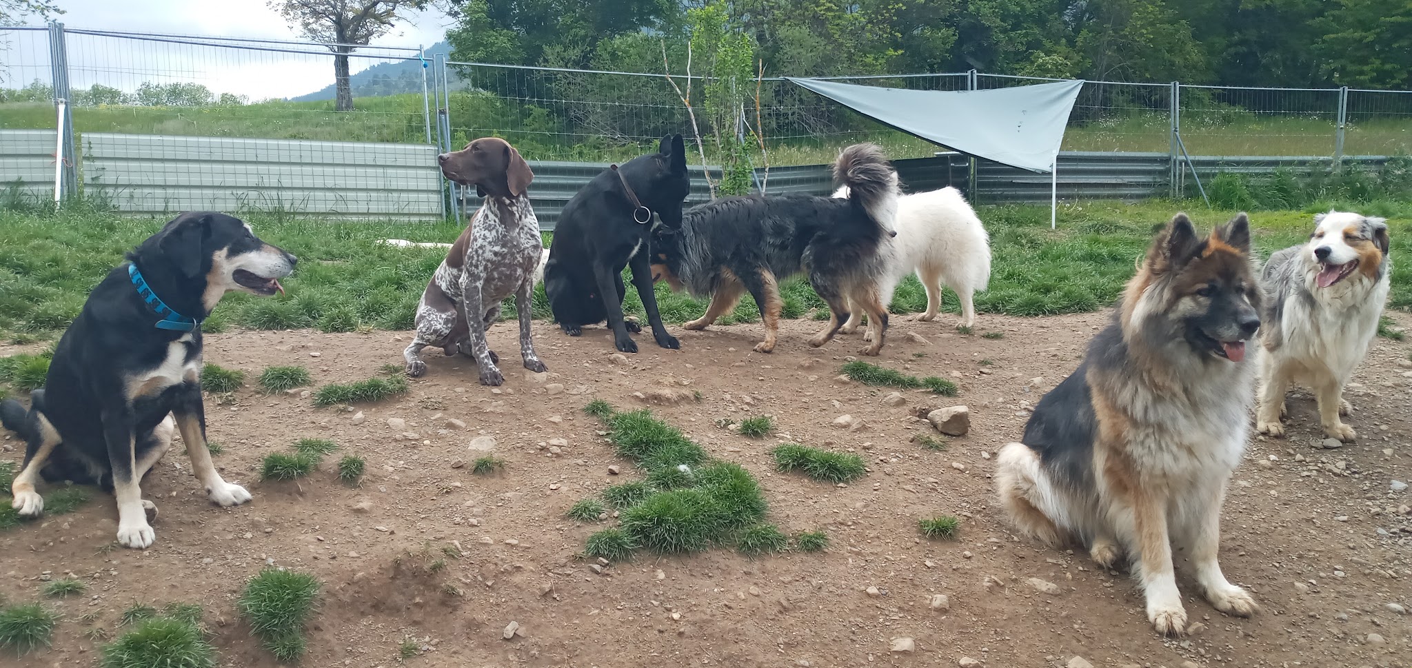 Coach Canin-Hélène Nivan, Pension canine comme à la maison — photo