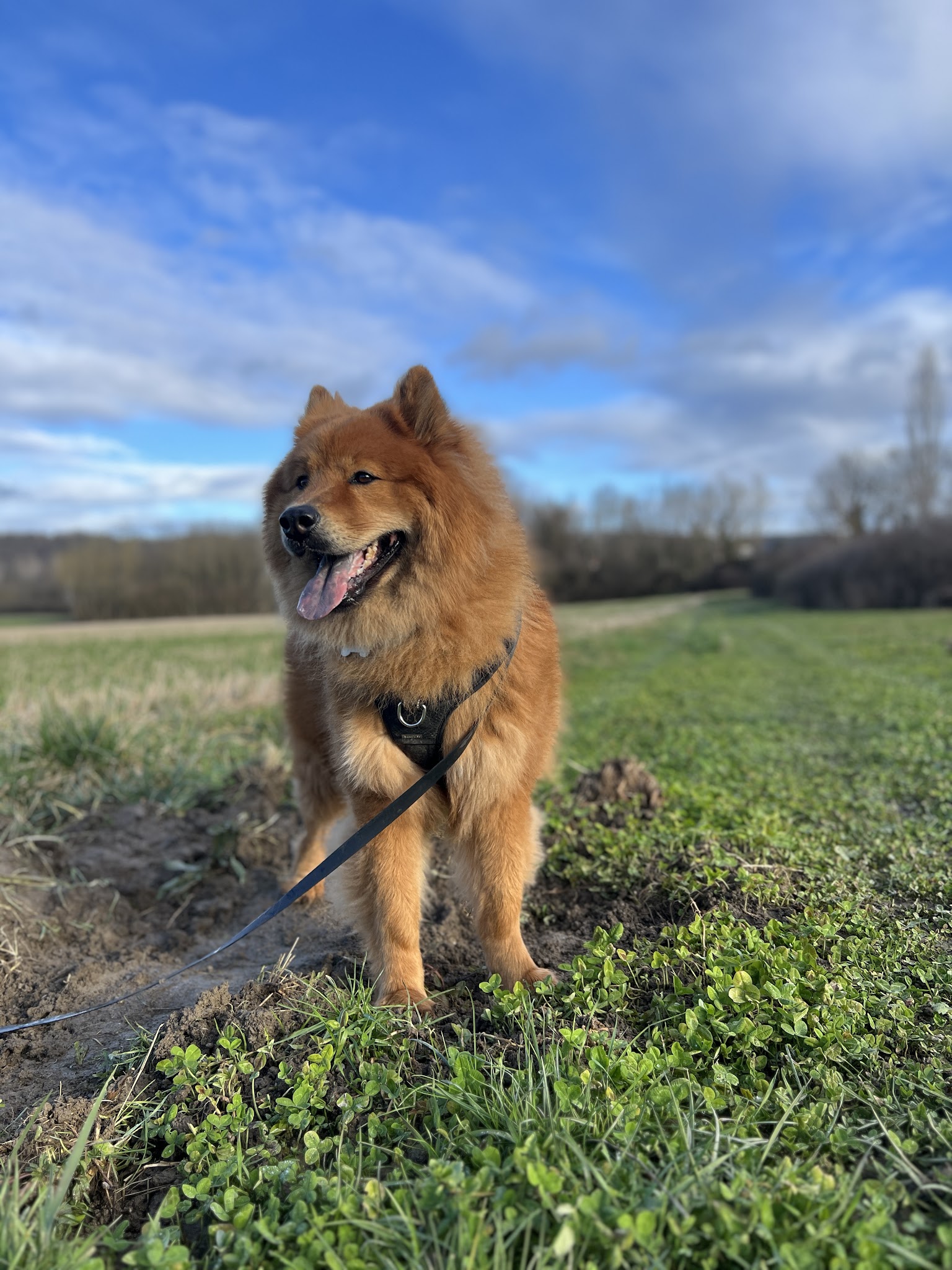 Alex'Gardanimo - Pension canine, visites chats à domicile et promenades chiens — photo