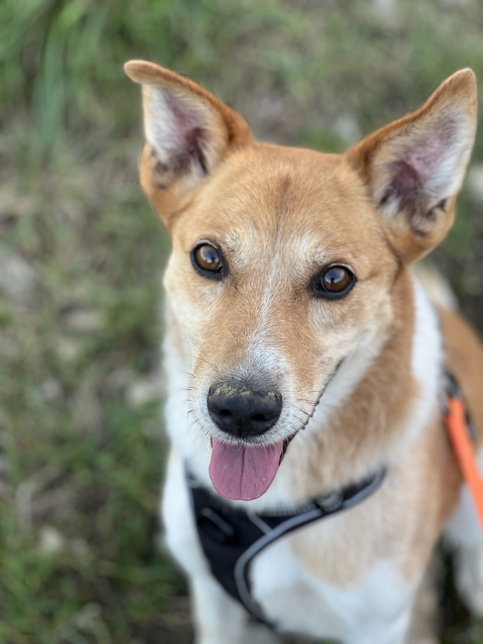 Alex'Gardanimo - Pension canine, visites chats à domicile et promenades chiens — photo