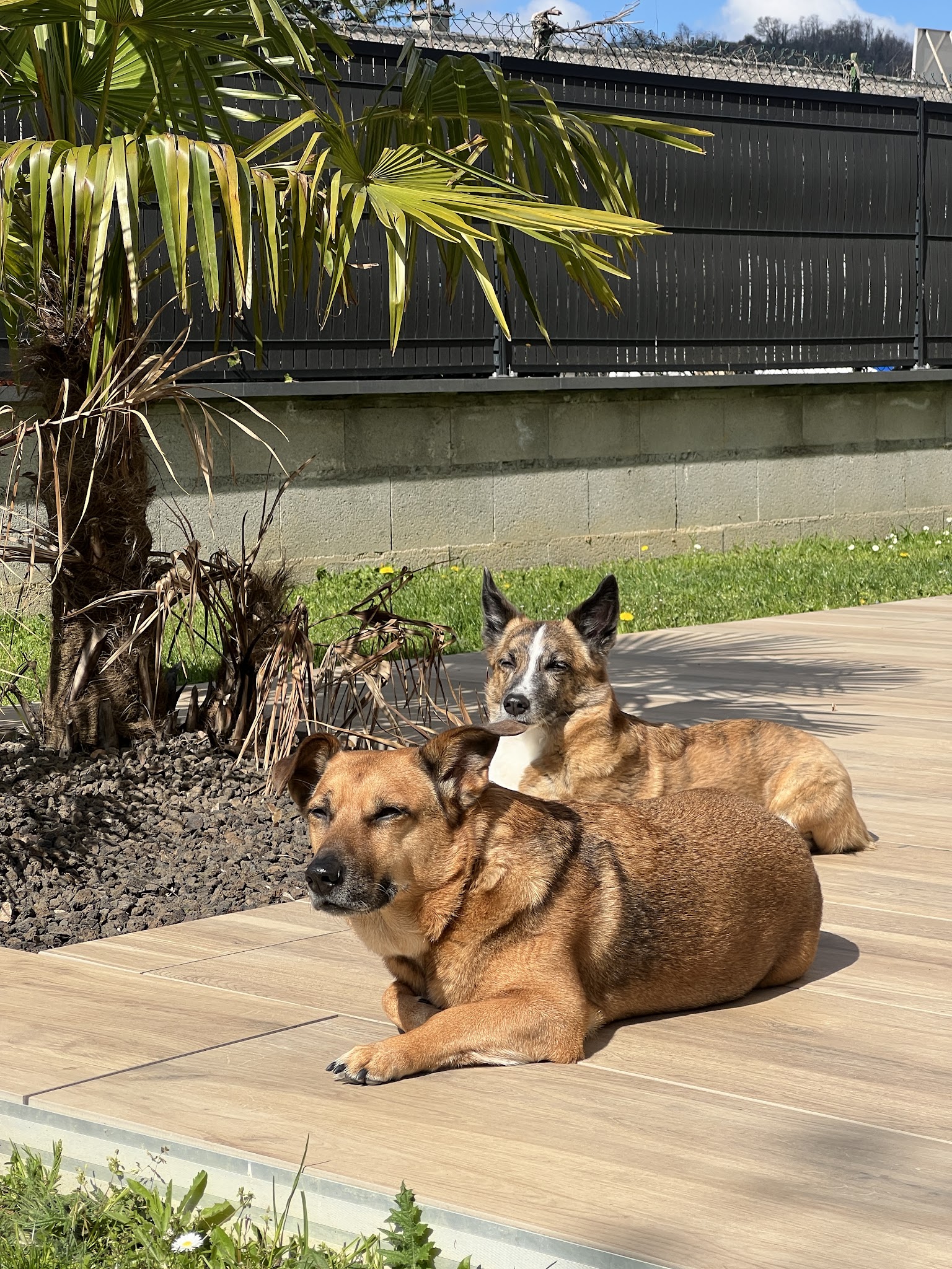 Alex'Gardanimo - Pension canine, visites chats à domicile et promenades chiens — photo
