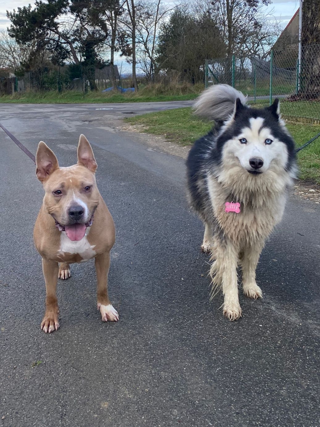 Mélanie Audry Comportement canin — photo