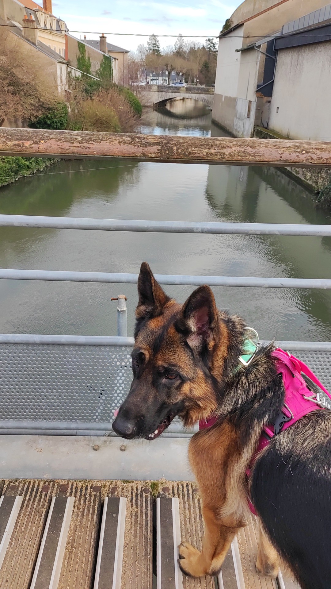 Mélanie Audry Comportement canin — photo