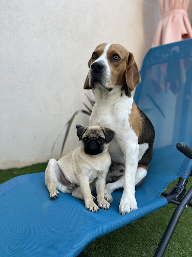 CŒUR DE POILS 83 I Garde d'animaux I Pet-Sitter I Visite à domicile I Taxi animalier