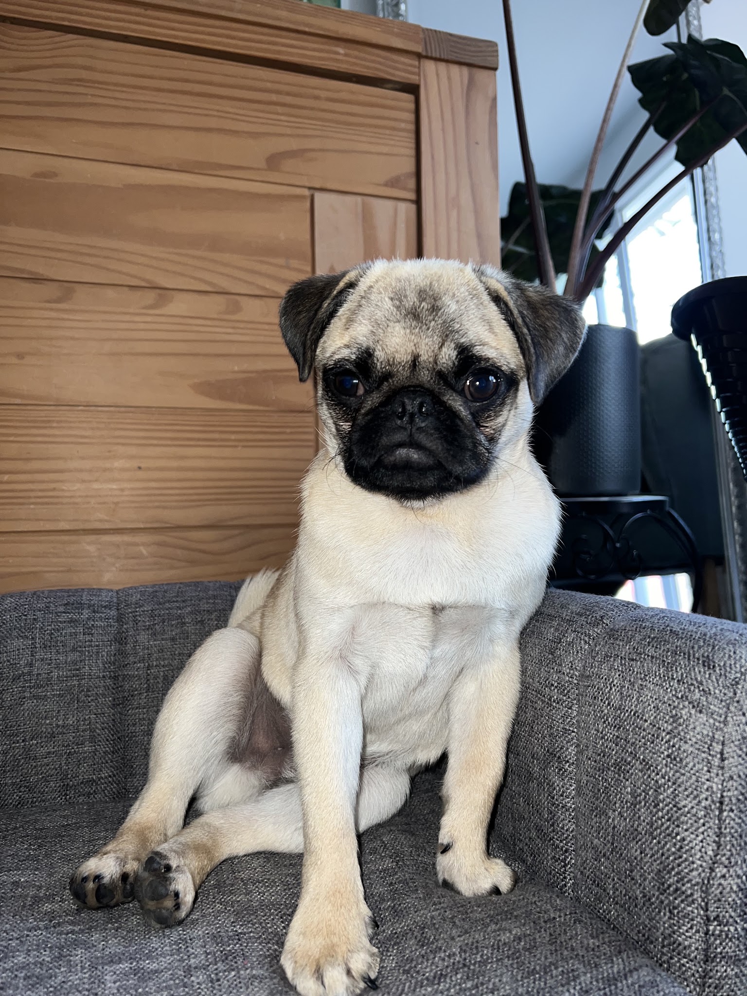 CŒUR DE POILS 83 I Garde d'animaux I Pet-Sitter I Visite à domicile I Taxi animalier — photo