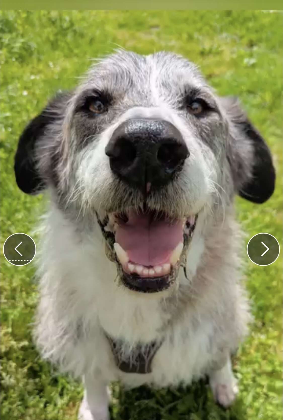 Pension Canine familiale A l'Orée de la forêt — photo