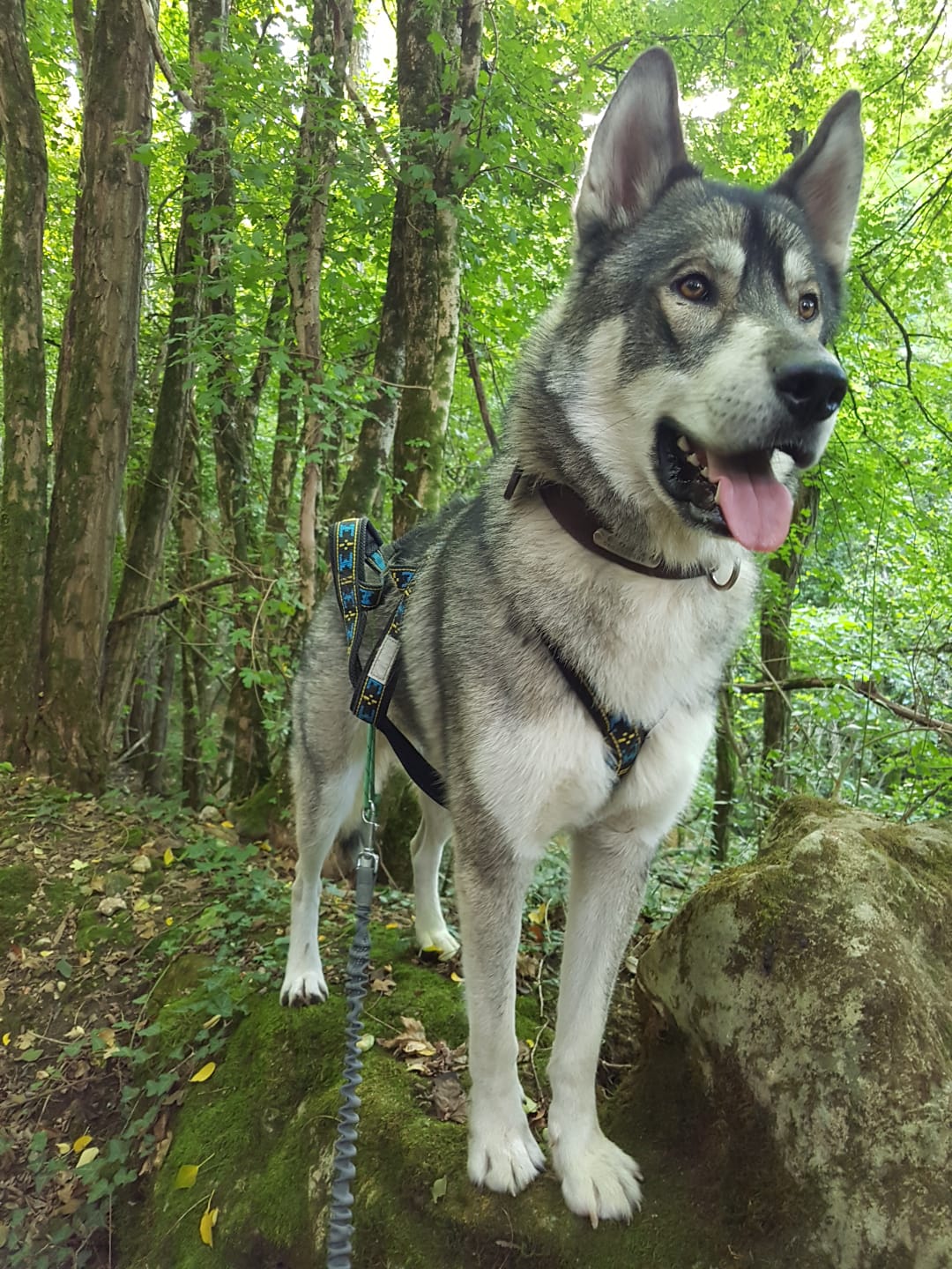 Pension Canine familiale A l'Orée de la forêt — photo