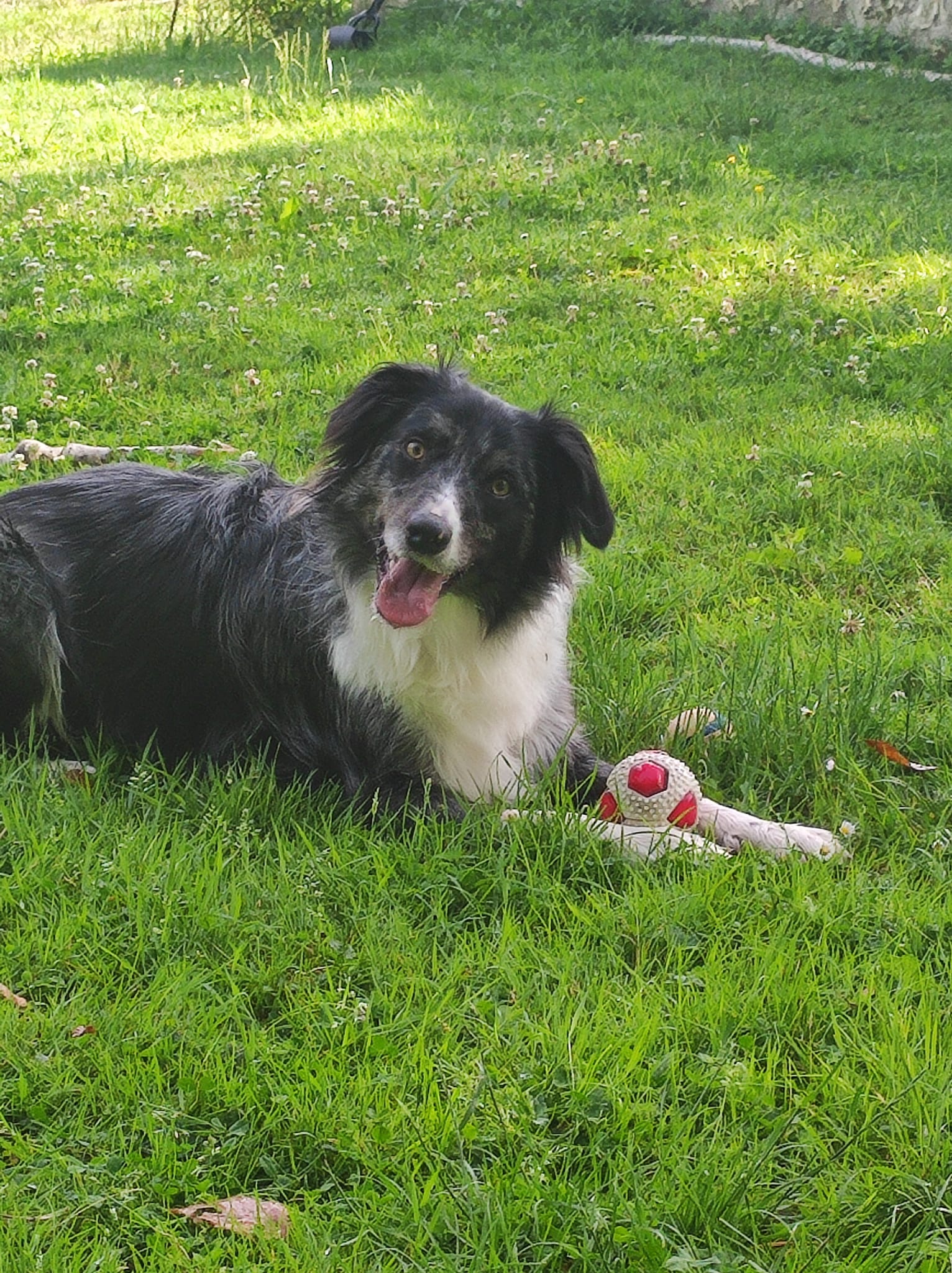 Pension Canine familiale A l'Orée de la forêt — photo
