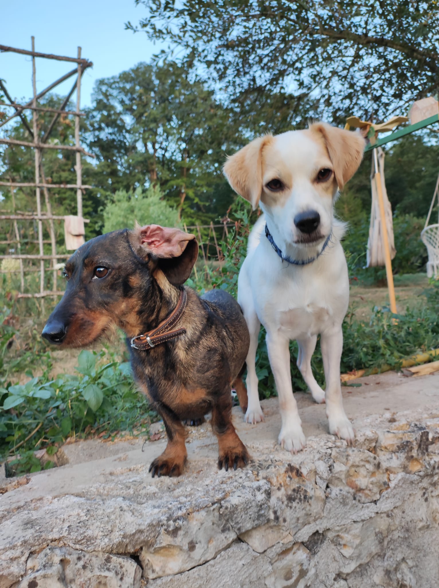 Pension Canine familiale A l'Orée de la forêt — photo