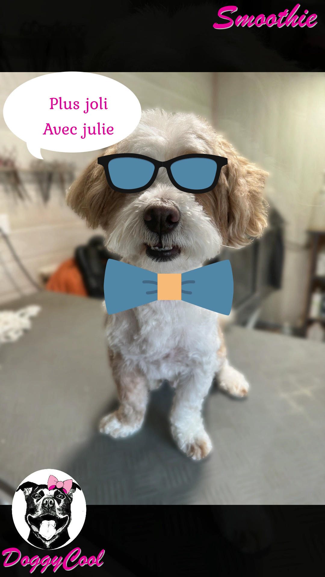 Doggy-Cool Toiletteur, chiens chats et lapins — photo