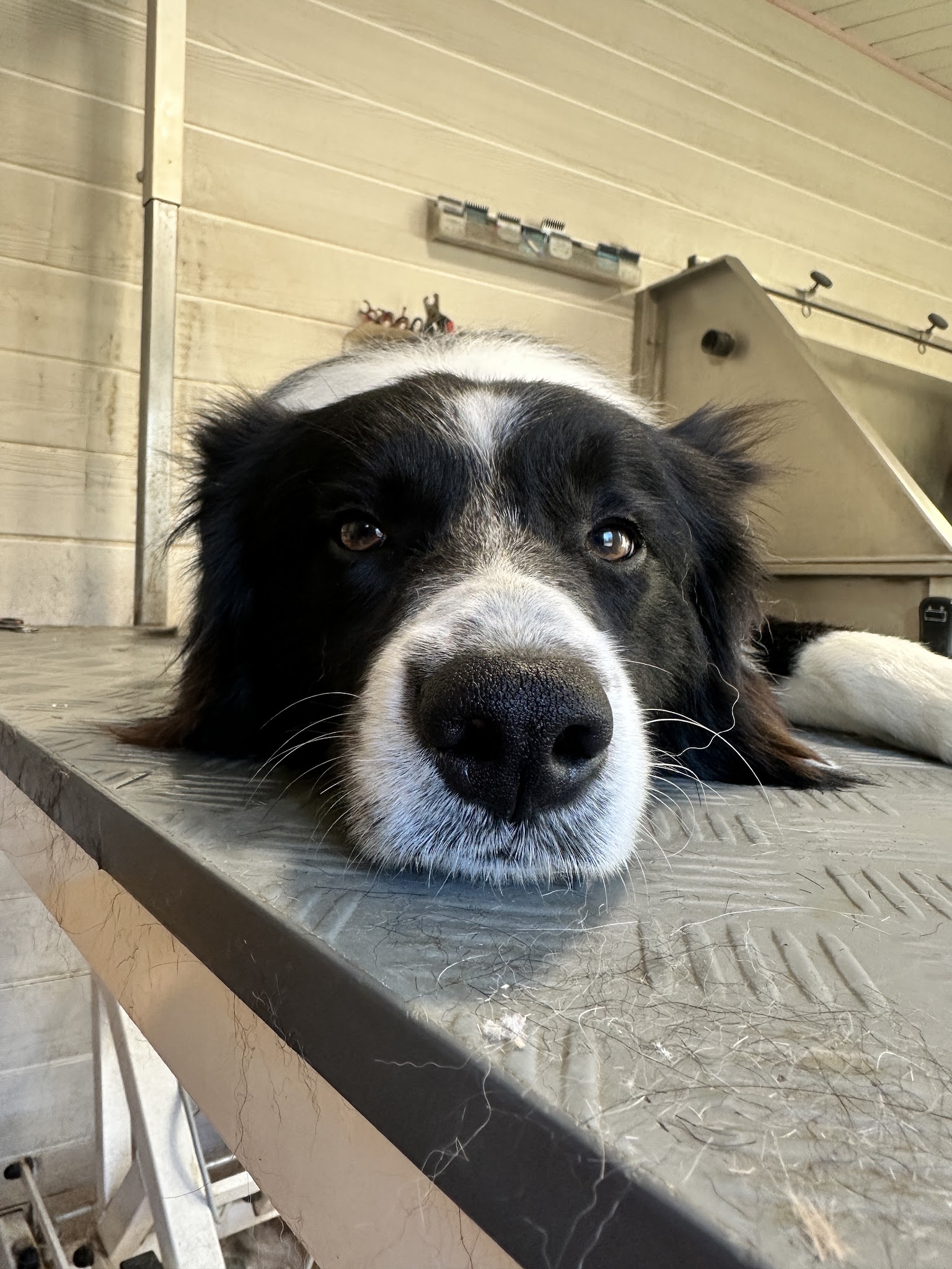 Doggy-Cool Toiletteur, chiens chats et lapins — photo