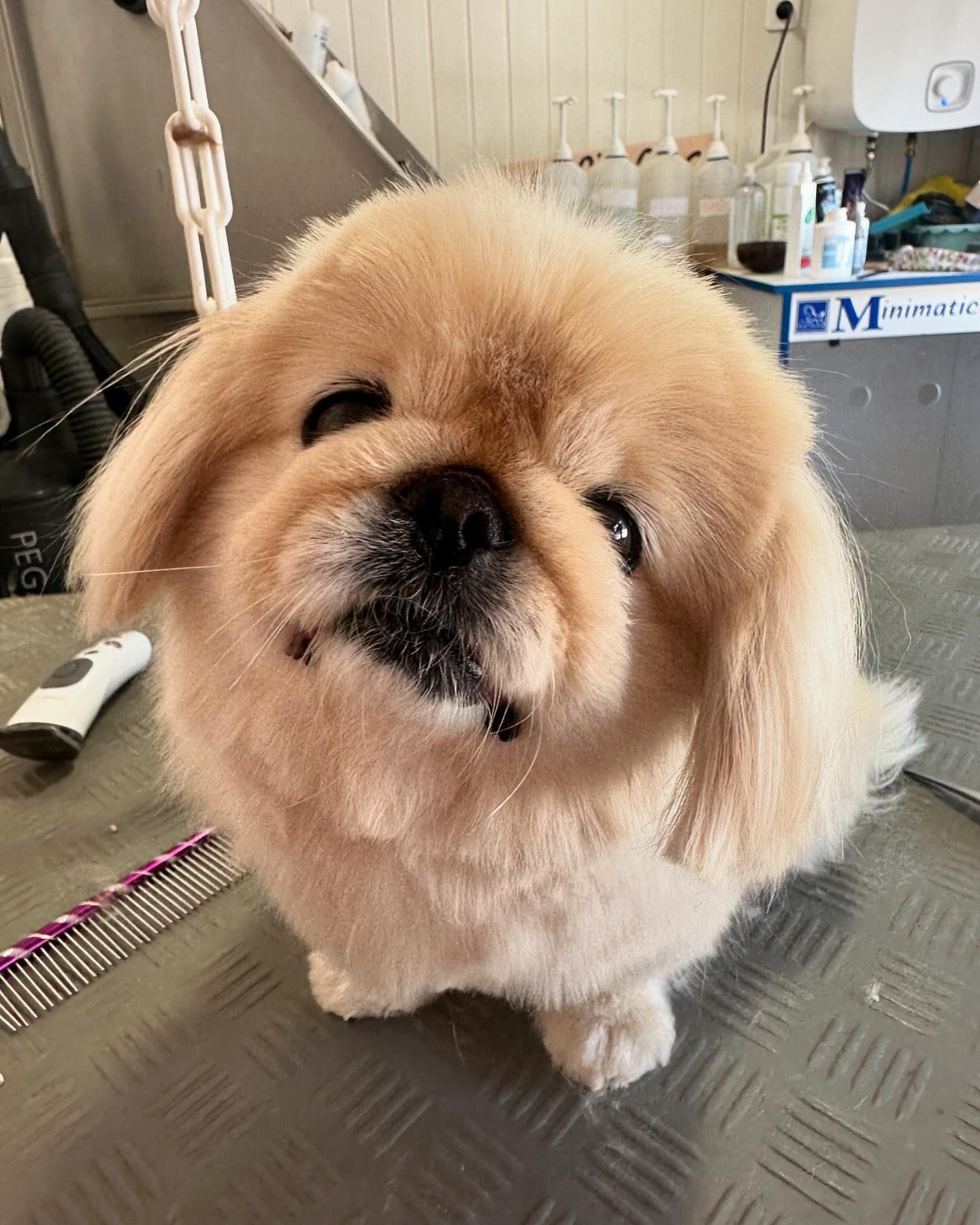 Doggy-Cool Toiletteur, chiens chats et lapins — photo