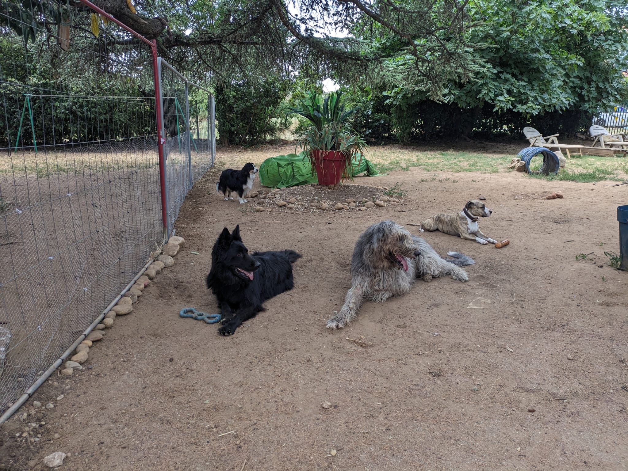 Educateur canin, garde d'animaux, Vos animaux et moi — photo