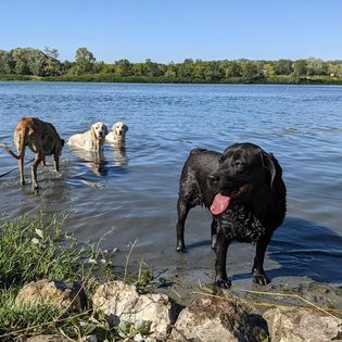 Educateur canin, garde d'animaux, Vos animaux et moi — photo