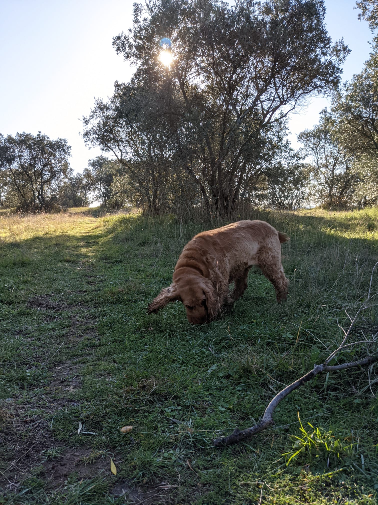 Educateur canin, garde d'animaux, Vos animaux et moi — photo