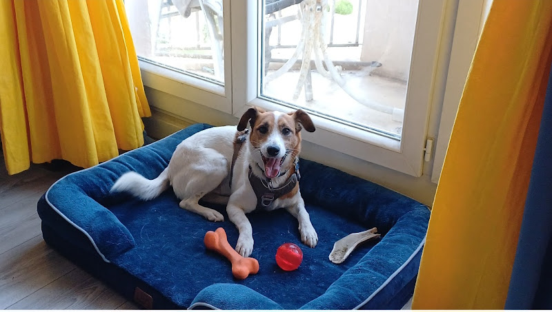 Pet sitter pour vos toutous