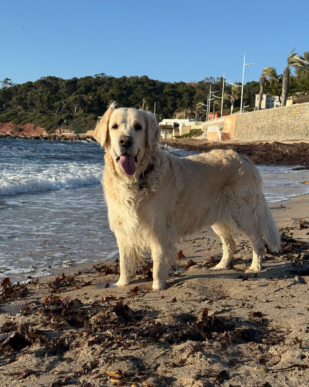 Pet sitter pour vos toutous — photo