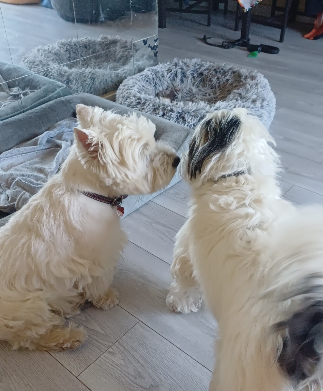 Pet sitter pour vos toutous — photo