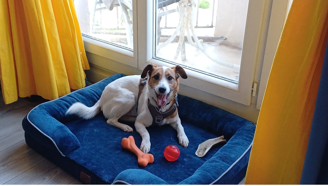 Pet sitter pour vos toutous — photo