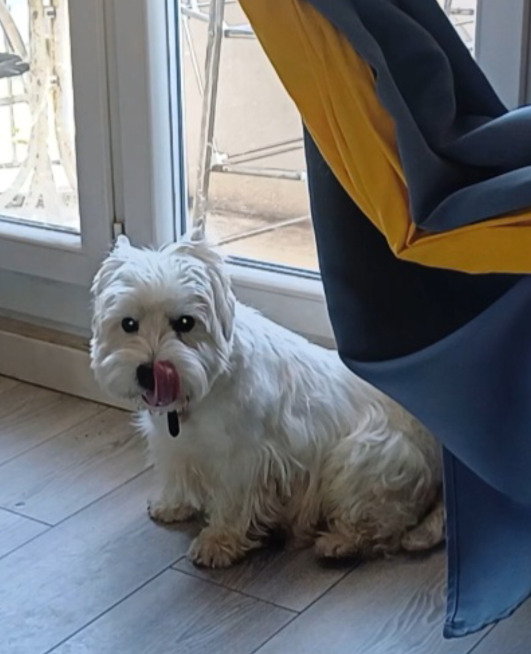 Pet sitter pour vos toutous — photo