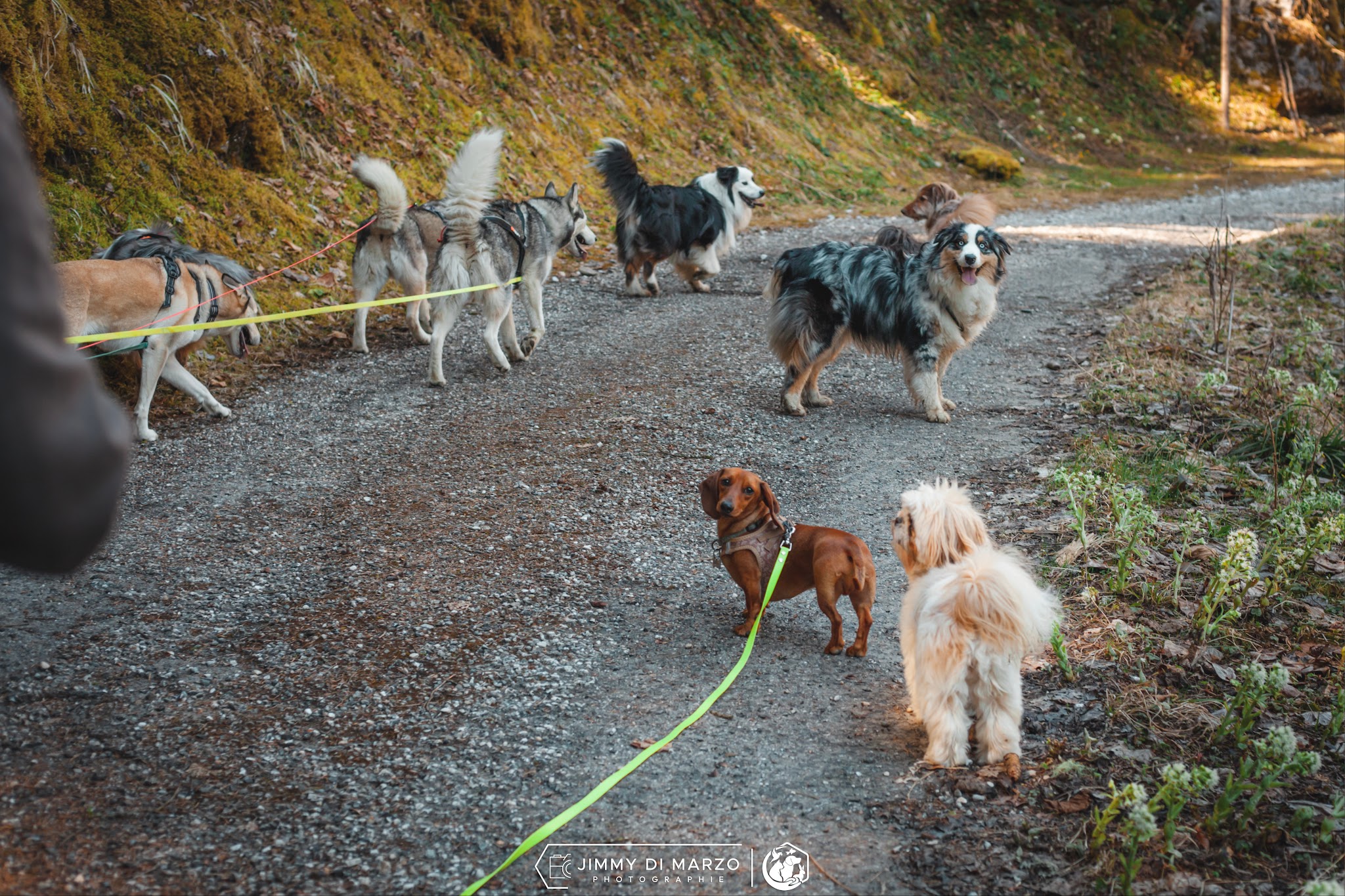 Jimmy Pet-sitter | Service professionnel de garde pour animaux de compagnie